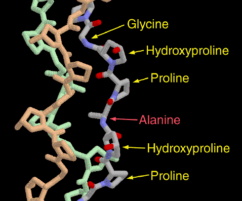 Complesso di collagene di tipo II